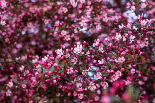 A closeup of a flowering cherry blossom tree with pink and white petals, a beautiful annual plant that makes a stunning addition to any garden or landscape design