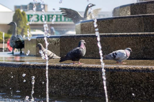 A water bird perches on the fountain steps, its beak dipping into the flowing water. The seabird overlooks the grass and wildlife surrounding the water feature