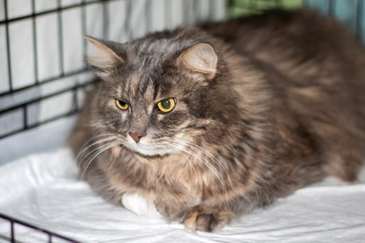 A Felidae Carnivore is lounging in a cage at an animal shelter, gazing at the camera. The small to mediumsized cats whiskers and fur are visible through the fence, showcasing its terrestrial nature