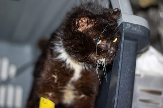 A black and white Felidae with striking green eyes is comfortably resting inside a carrier by the window, showcasing its carnivorous nature and small to mediumsized stature