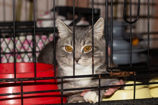 A Felidae carnivore with fawn fur and whiskers is confined behind a mesh fence in a pet supply store. The small to mediumsized cat gazes out the window at the camera