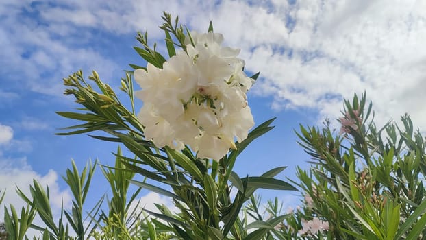 white flowers, green leaves, bush flora, blue sky and white clouds nature summer spring. High quality photo