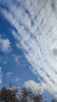 white flowers, green leaves, bush flora, blue sky and white clouds nature summer spring. High quality photo