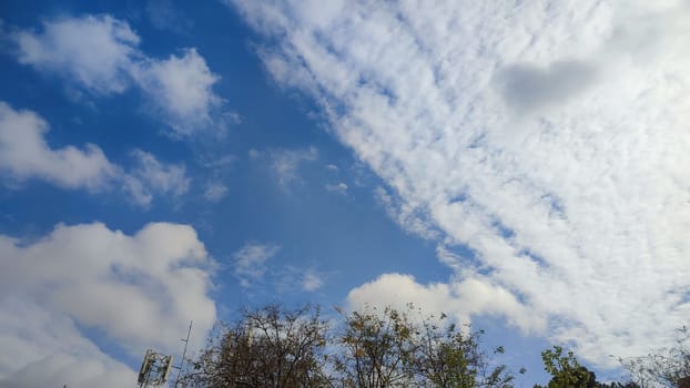 white flowers, green leaves, bush flora, blue sky and white clouds nature summer spring. High quality photo