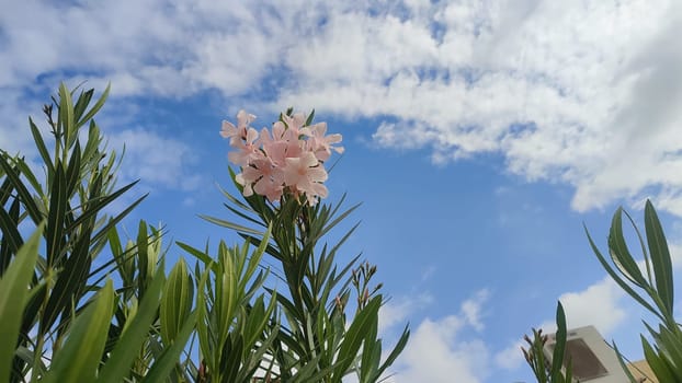 Pink flowers, green leaves, bush flora, blue sky and white clouds nature summer spring. High quality photo