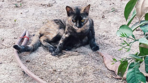 gray red cat sitting in bushes with green leaves, nature, animals, pets. High quality photo