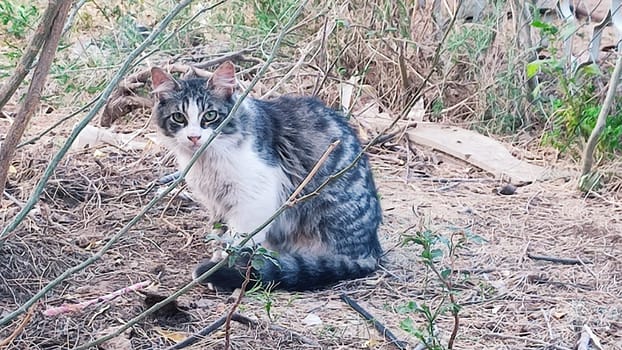 gray white cat sitting in bushes with green leaves, nature, animals, pets. High quality photo