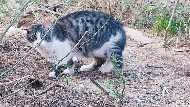 gray white cat sitting in bushes with green leaves, nature, animals, pets. High quality photo