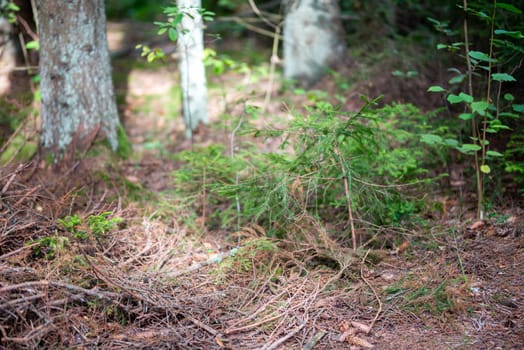 Random photo from forest in Lithuania. High quality photo