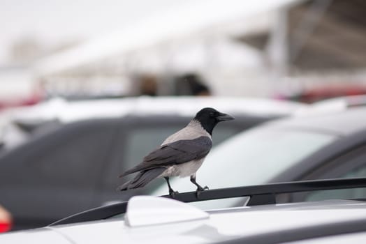 A crow sits on the roof of a car in the city. High quality photo