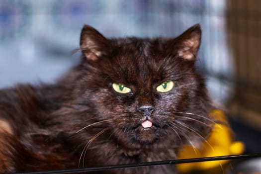 A small to mediumsized black Felidae cat with green eyes, whiskers, and a snout is staring directly at the camera. Its sleek black hair highlights its piercing green iris