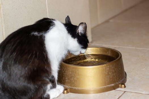 A carnivorous Felidae, the black and white cat with whiskers and a tail is drinking water from a gold cat supply bowl, a necessary pet supply for small to mediumsized cats