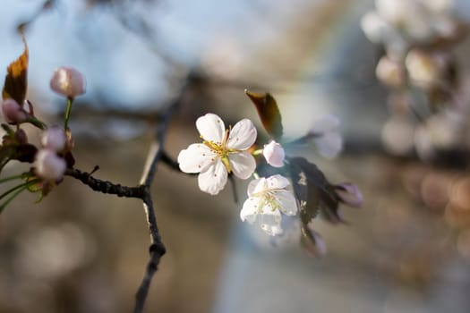 A closeup shot of the beautiful cherry blossoms on a tree branch, showcasing the delicate petals of the flowering plant in full bloom