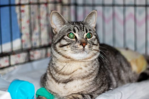 Sad gray cat with catheter on paw close up