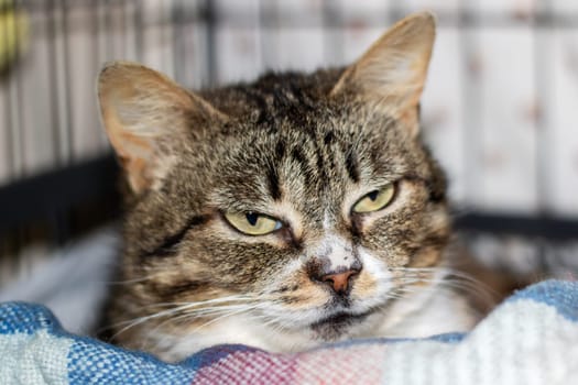 A small to mediumsized cat from the Felidae family, with whiskers and fur, is relaxing in a cage and gazing at the camera with its captivating eyes