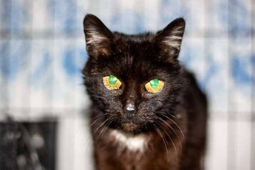 A domestic shorthaired black cat with green eyes is gazing at the camera. Its whiskers and fur are visible, showcasing typical Felidae characteristics