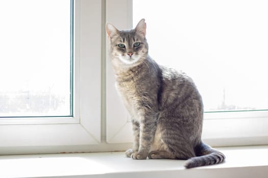 A carnivore grey cat from the Felidae family is perched on the window sill, gazing out into the distance. Its whiskers twitch as it scans the surroundings with a small snout and tail
