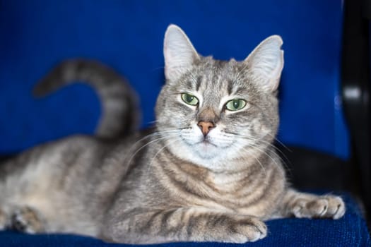 A domestic shorthaired cat, a member of the Felidae family, with green eyes is resting on a blue blanket. Its whiskers, snout, fur, and paw make it a typical small to mediumsized carnivorous feline