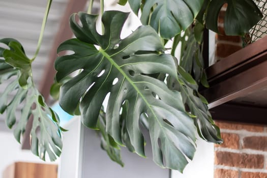 A closeup of a Monstera, a popular houseplant known for its large and lush leaves. Monstera is a flowering plant that belongs to the subshrub category of terrestrial plants