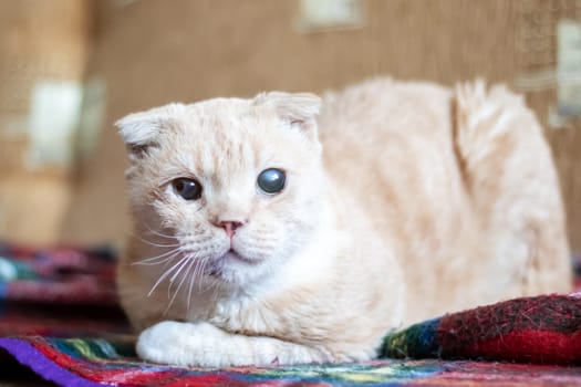 A cat, a small to mediumsized feline carnivore, is lounging on a plaid tartan blanket on a couch. Its fawn fur matches the pattern, whiskers twitching as it rests