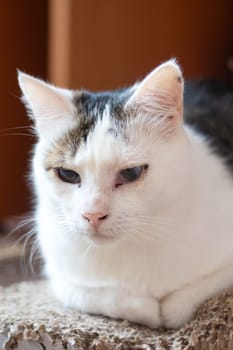 A domestic shorthaired cat, a member of the Felidae family, is lounging on a scratching post. Its whiskers twitch as it watches birds out the window