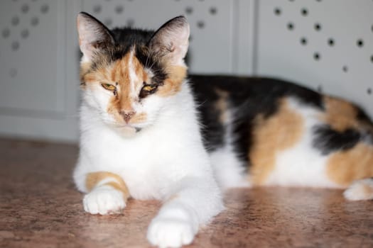 A domestic shorthaired cat, a member of the Felidae family, with fur in a calico pattern, is lying on the floor. Its whiskers, tail, and paw are visible as it gazes at the camera