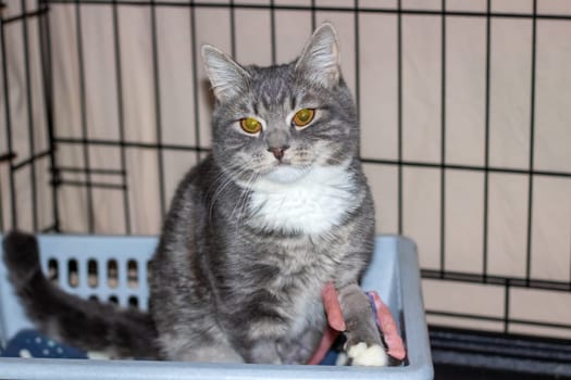 A domestic shorthaired cat with grey fur, yellow eyes, and whiskers is in a cage. Felidae, Carnivore, Small to mediumsized cat with a snout and whiskers