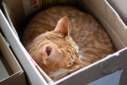 A Felidae, carnivorous cat with fawn fur and whiskers is lounging in a pet supply cardboard box, gazing at the camera near a wooden window with a cute snout