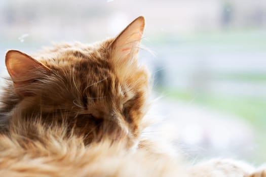 A closeup of a domestic shorthaired cat peacefully laying down with its eyes closed, showcasing its fawn fur, whiskers, and tail