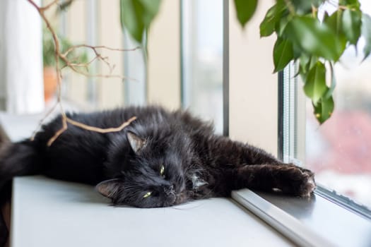 A Bombay cat, a small to mediumsized Felidae, with whiskers and fur, is lounging on a window sill made of natural material