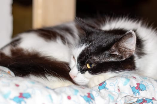 A domestic shorthaired cat with black and white fur is resting on a comfortable bed, showcasing its whiskers and small to mediumsized stature