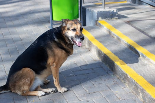 An old German Shepherd dog is resting on the sidewalk next to a green trash can, with its snout sniffing around. The asphalt road surface and a fence are visible nearby