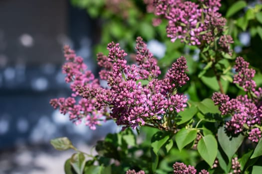 A close up of a shrub with magenta flowers and green leaves, attracting insects due to its vibrant petals. This flowering plant is a terrestrial annual plant that also serves as a groundcover