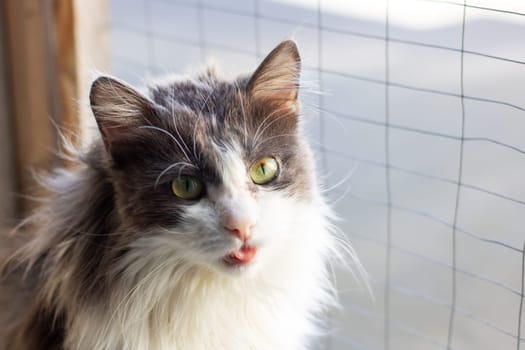 A domestic shorthaired cat, a member of the Felidae family, with gray and white fur, green eyes, and whiskers, is staring at the camera in a grassy area