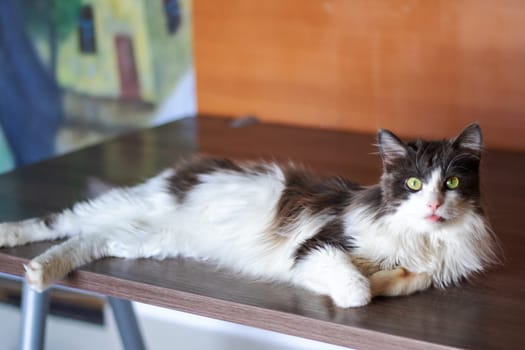 A domestic shorthaired black and white cat, a member of the Felidae family, is comfortably laying on a table. Its whiskers, fur, paws, and tail are visible