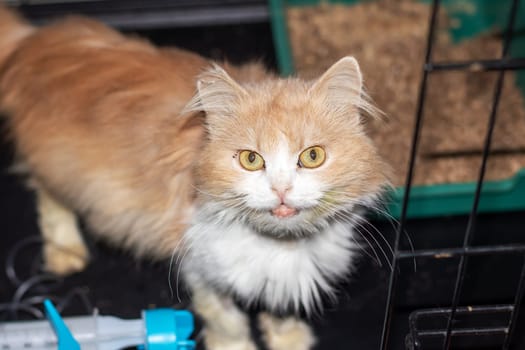 A domestic shorthaired cat with fluffy orange and white fur and whiskers is gazing curiously at the camera, showcasing typical traits of small to mediumsized cats in the Felidae family