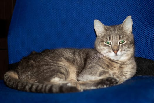 A small to mediumsized Domestic shorthaired cat with green eyes is peacefully laying on a blue chair, showcasing its whiskers, snout, and fur