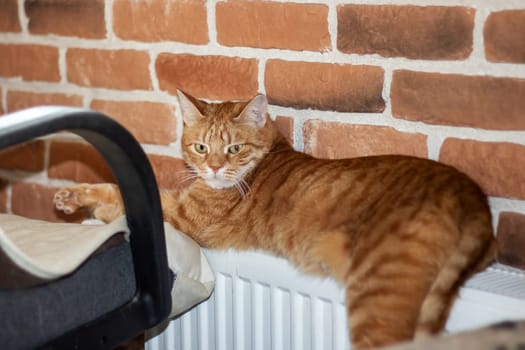 A Felidae carnivore, the Cat lays on a warm radiator with a brick wall in the background. Its fawn fur blends with the brickwork, whiskers twitching as it rests, tail curled