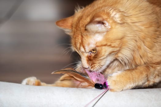 A Felidae, small to mediumsized carnivore cat with whiskers and fawn fur is playing with a pink toy on a string. Closeup of its snout, paw in action