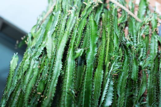 A close up of a terrestrial plant from the grass family, displaying an abundance of green leaves and thorns, showcasing the beauty of botany