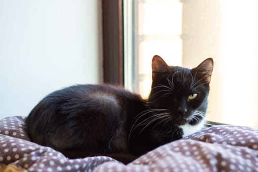 A Bombay cat, a small to mediumsized Felidae, is comfortably resting on a bed in front of a window. Its grey fur and whiskers add to its charm as it gazes out the window with its snout twitching