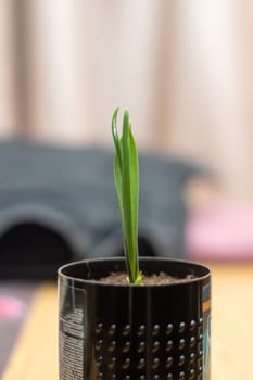 A small houseplant is sprouting from an automotive tire in the form of a flowering plant. It is standing out in a unique way as it grows from an unconventional container