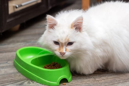 A Felidae carnivore, the white cat with whiskers is eating food from a green bowl. This small to mediumsized mammal is a popular pet supply, known for its keen vision care