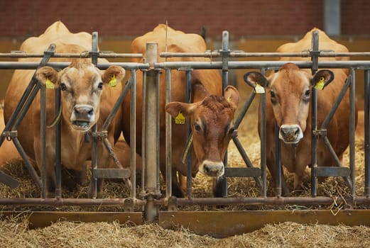 Cute Jersey cows on a farm in Denmark.