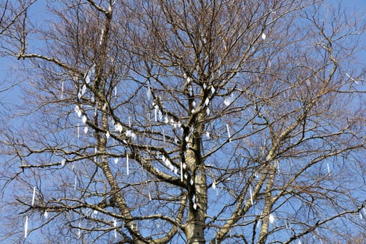 Trunk and branches of a tree without leaves decorated with small mirrors against a gray sky.