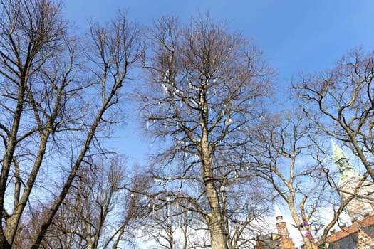 Trunk and branches of a tree without leaves decorated with small mirrors against a gray sky.