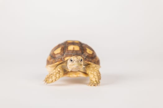 Isolated portrait, little African spurred tortoise, also called the sulcata tortoise on white background. Its unique design and adorable appearance make it a beauty in the world of reptiles.