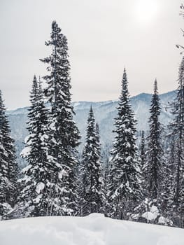 Snow blankets the forest floor and covers evergreen trees in a mountainous region.