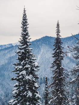 Snow blankets the forest floor and covers evergreen trees in a mountainous region.