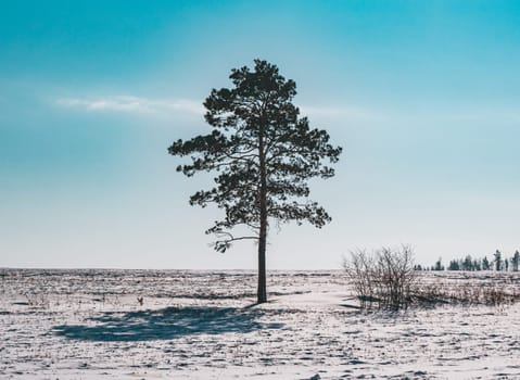 A lone pine tree stands prominently in a vast, snowy field under a bright blue sky.